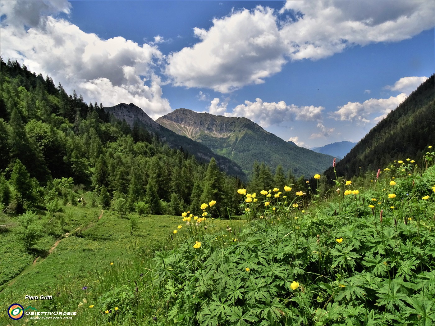 61 Trollius europaeus (Botton d'oro), distese nei prati della Casera Mezzeno (1598 m) .JPG